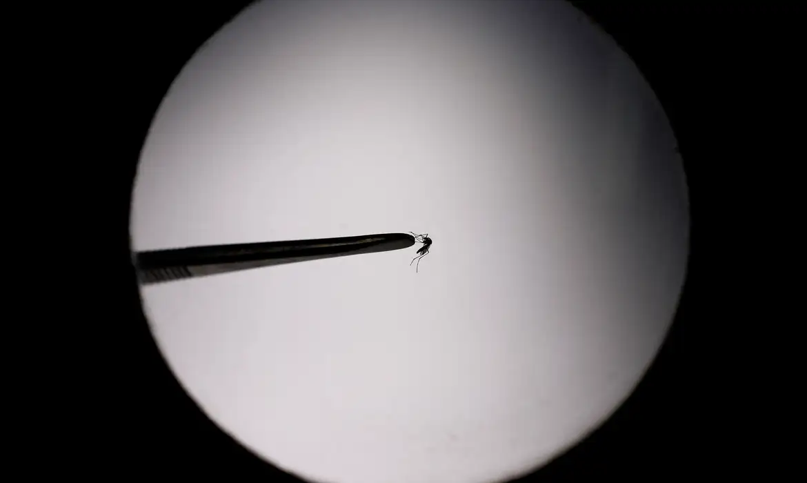 Brasil Bate Recorde De Mortes Por Dengue Em 2023